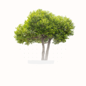 🌳 A Sabedoria em Dar Vida